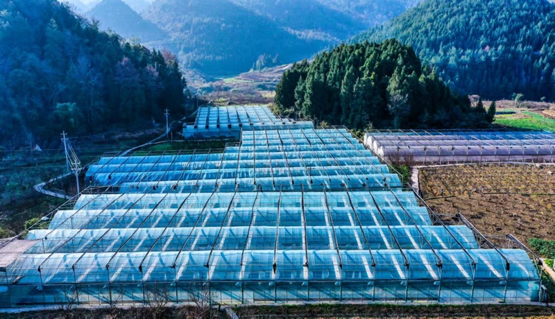 甜蜜產業助農增收，激活鄉村振興新引擎。