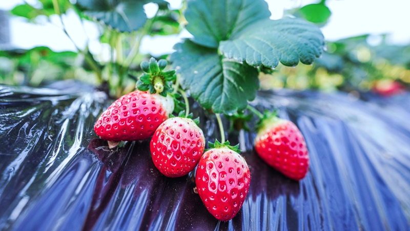 甜蜜產業助農增收，激活鄉村振興新引擎。