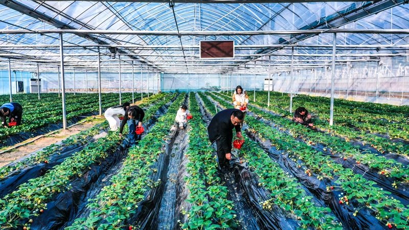 甜蜜產業助農增收，激活鄉村振興新引擎。