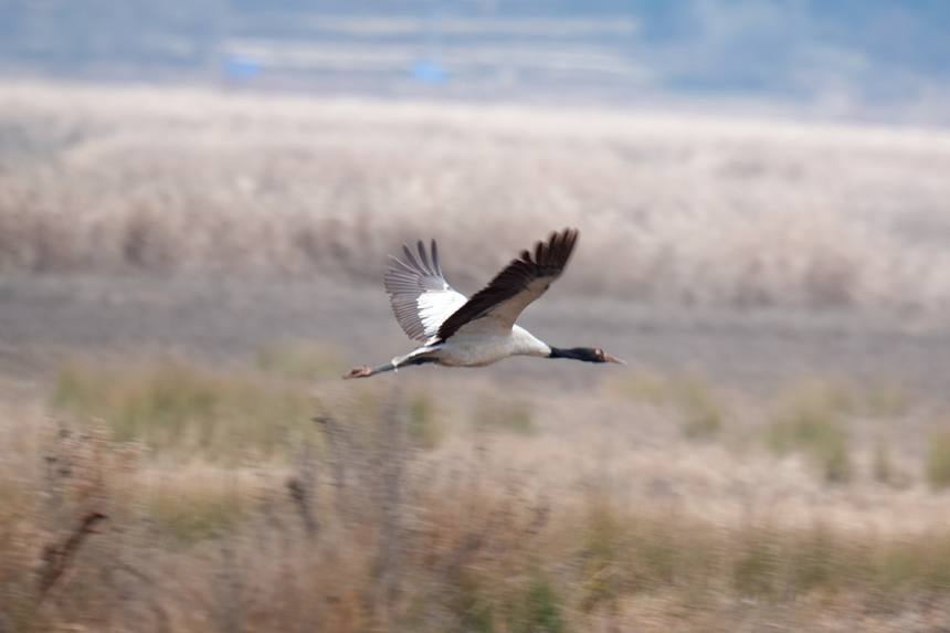 黑頸鶴。
