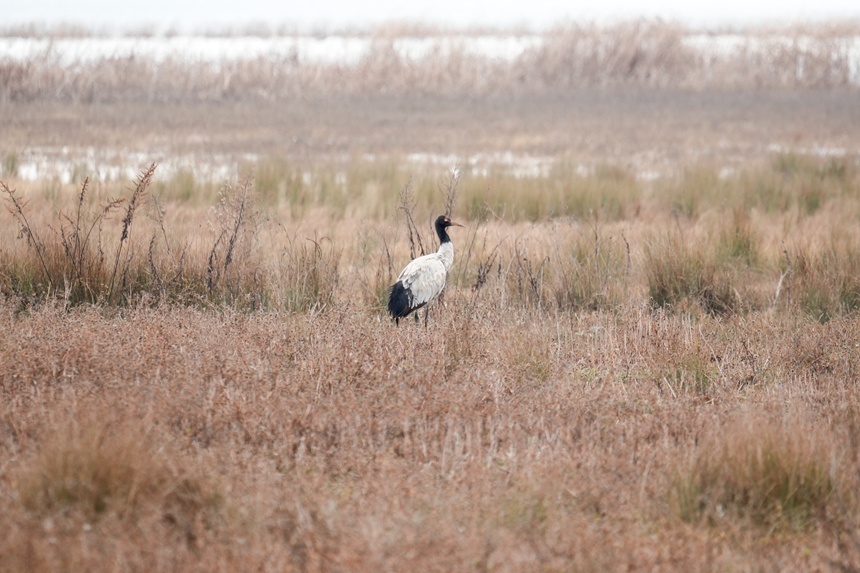 圖為2026年1月8日，在溫家屯棲息地拍攝到的黑頸鶴。陳逍 攝 (2)