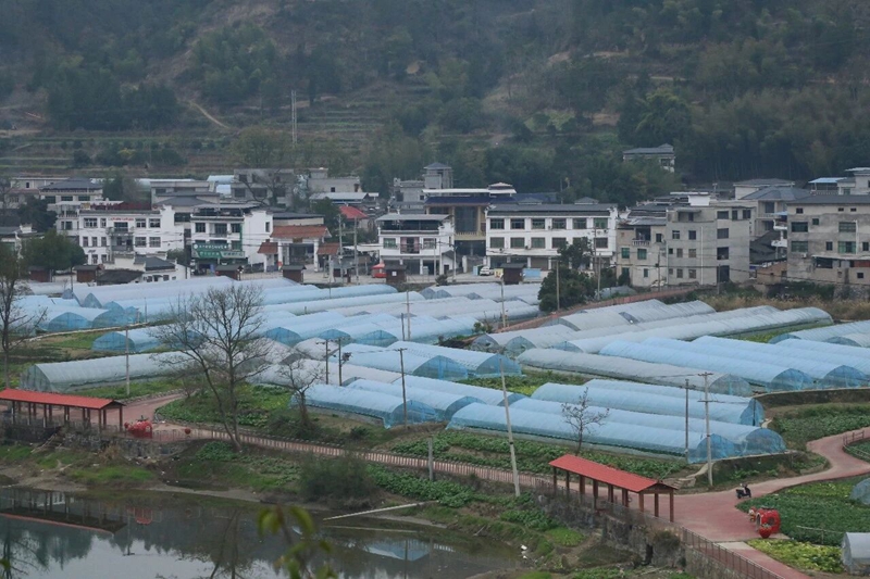 1 圖為木弄草莓園 聶 靜 攝.jpg