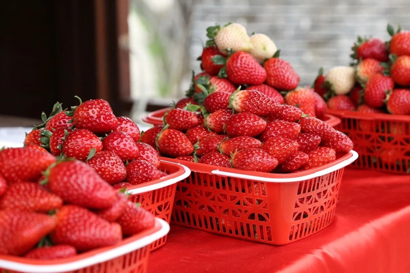 3 圖為牛奶草莓 聶 靜 攝.jpg