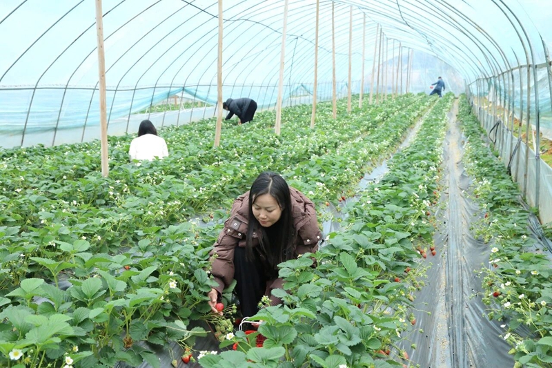 4 圖為采摘草莓 聶 靜 攝.jpg