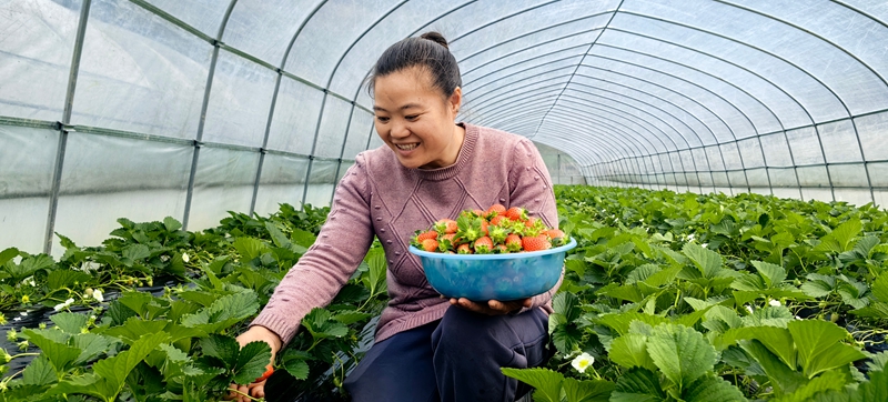 松桃白泥村：閑置土地?zé)ㄉ鷻C(jī) 草莓結(jié)出致富果。