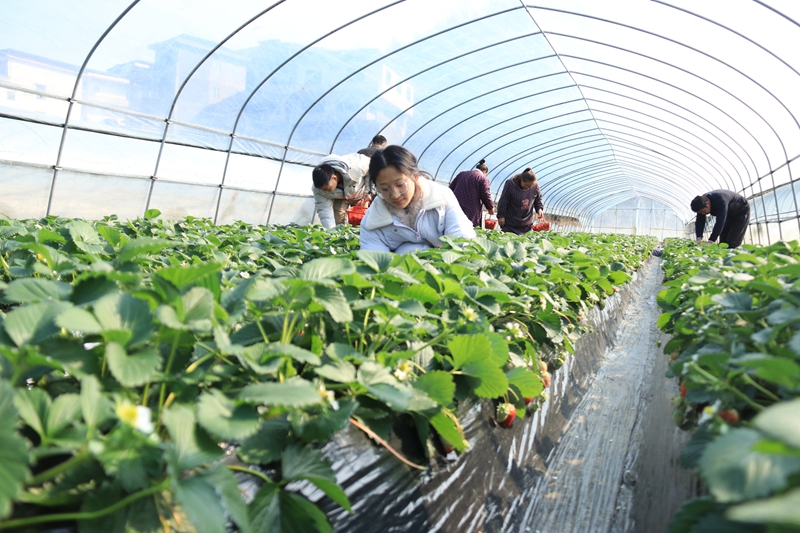 松桃白泥村：閑置土地?zé)ㄉ鷻C(jī) 草莓結(jié)出致富果。