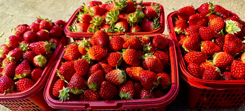 松桃白泥村：閑置土地?zé)ㄉ鷻C(jī) 草莓結(jié)出致富果。