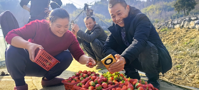 松桃白泥村：閑置土地?zé)ㄉ鷻C(jī) 草莓結(jié)出致富果。