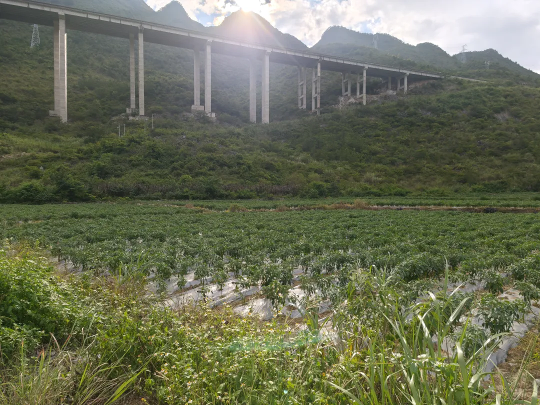 邊陽蔬菜保供基地。