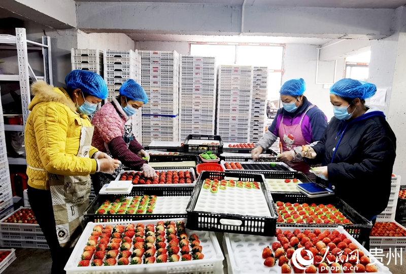 貴州高源草莓種業(yè)基地內(nèi),工人正在分揀草莓。人民網(wǎng)記者 王秀芳攝