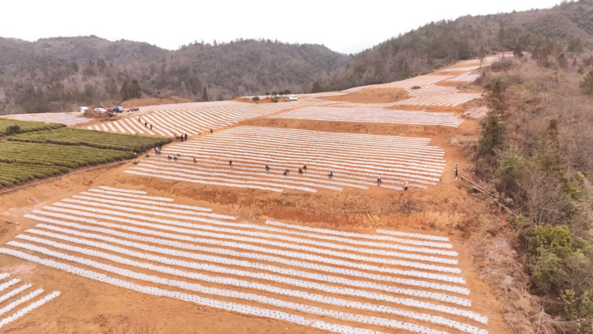 茶農們正在栽種茶苗。