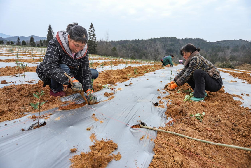 茶農們正在栽種茶苗。