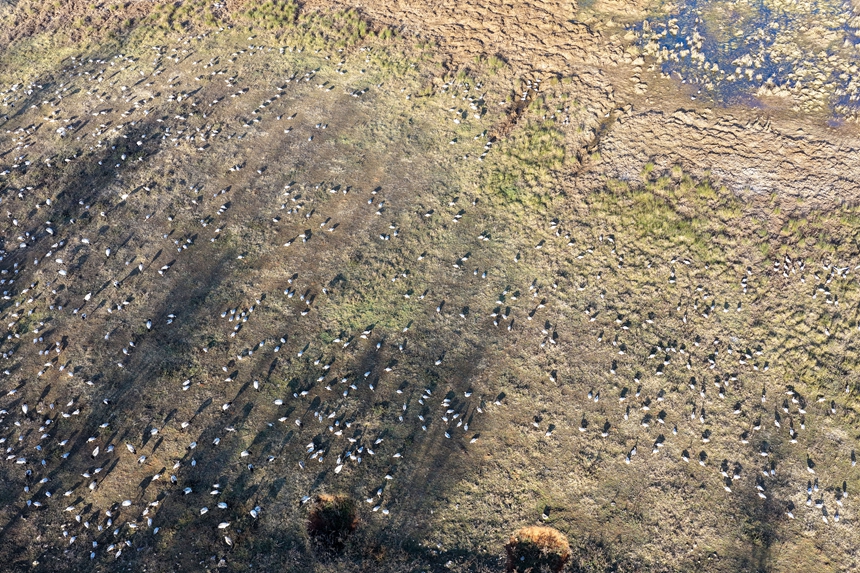 2026年1月12日，航拍黑頸鶴、灰鶴、斑頭雁等候鳥在威寧自治縣鎖黃倉國家濕地公園悠閑覓食。陳逍攝