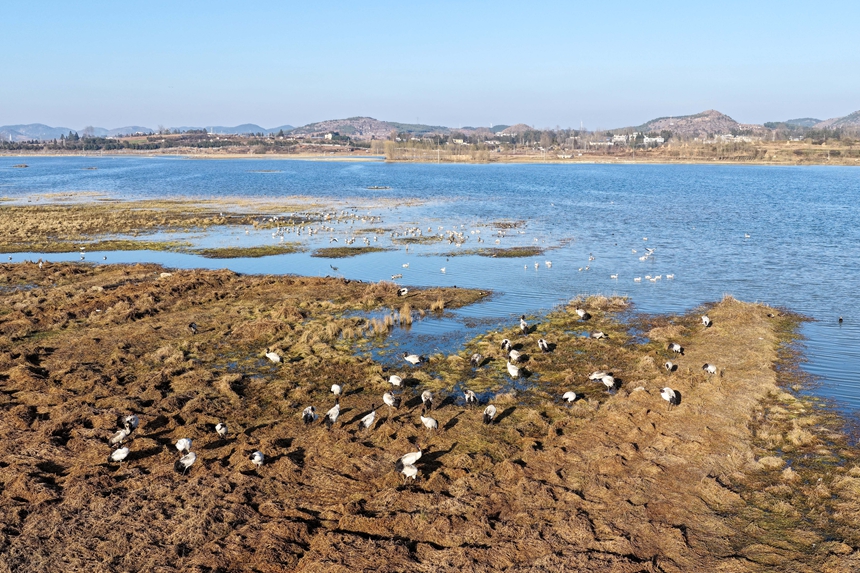 2026年1月12日，航拍成群結隊的黑頸鶴、斑頭雁等候鳥在威寧自治縣鎖黃倉國家濕地公園休息、嬉戲。陳逍攝 