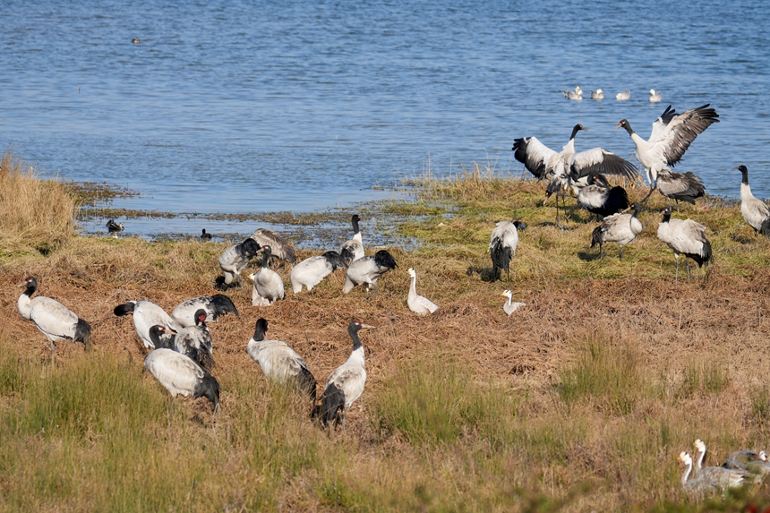 2026年1月12日，成群結隊的黑頸鶴在威寧自治縣鎖黃倉國家濕地公園踱步、覓食、起舞。馬芳潔攝
