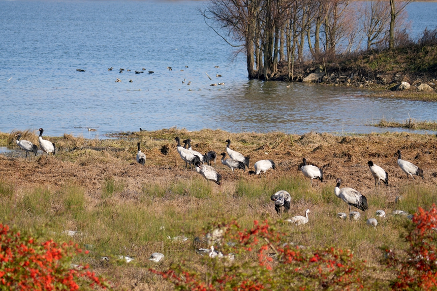 2026年1月12日，成群結(jié)隊(duì)的黑頸鶴在威寧自治縣鎖黃倉(cāng)國(guó)家濕地公園休息。陳逍攝