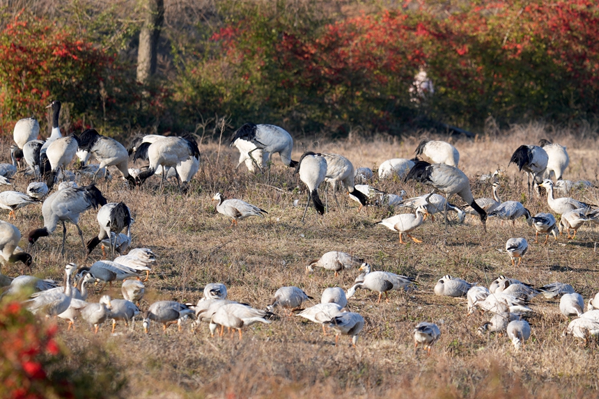 2026年1月12日，在威寧自治縣鎖黃倉國家濕地公園內，黑頸鶴、灰鶴、斑頭雁等候鳥悠閑覓食。馬芳潔攝