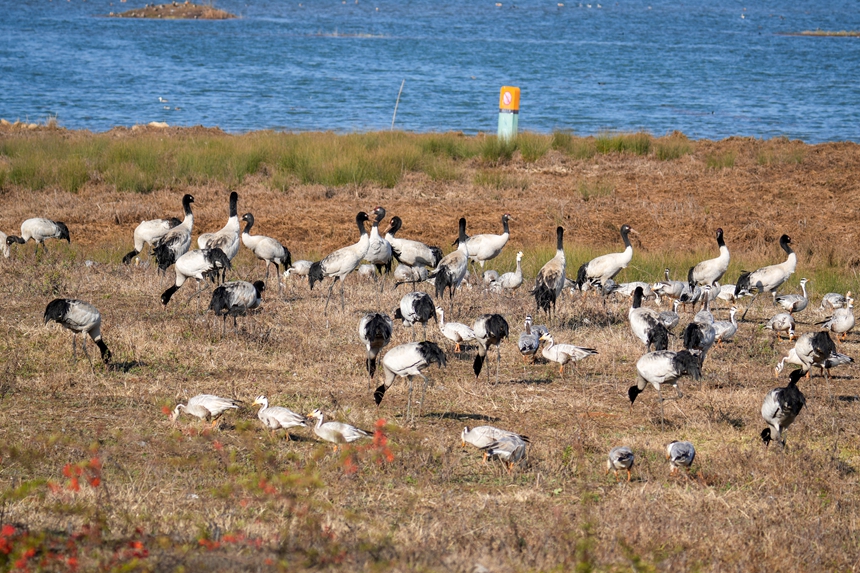 2026年1月12日，在威寧自治縣鎖黃倉國家濕地公園內拍攝到的黑頸鶴。馬芳潔攝