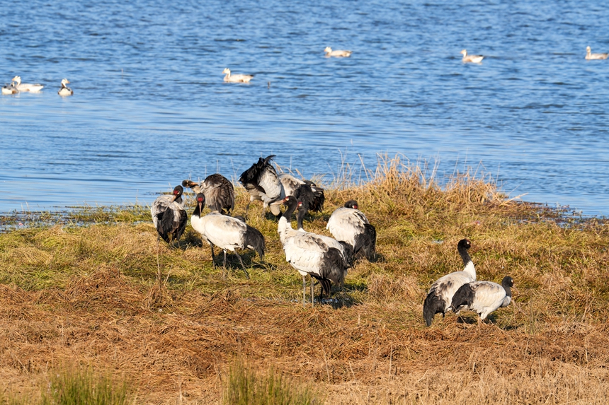 2026年1月12日，在威寧自治縣鎖黃倉國家濕地公園內(nèi)拍攝到的黑頸鶴。馬芳潔攝