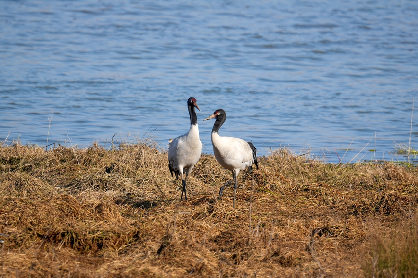 2026年1月12日，在威寧自治縣鎖黃倉國家濕地公園內拍攝到的黑頸鶴。陳逍攝