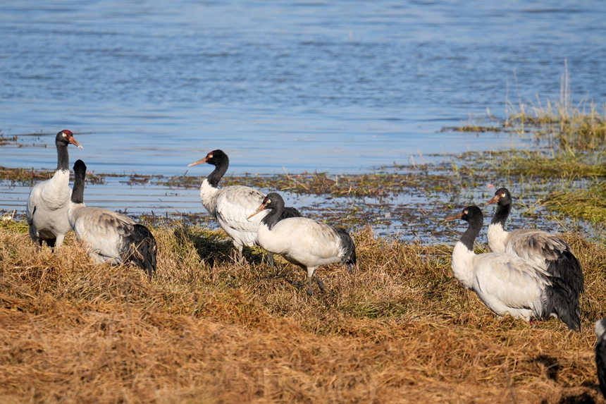 2026年1月12日，在威寧自治縣鎖黃倉國家濕地公園內拍攝到的黑頸鶴。陳逍攝