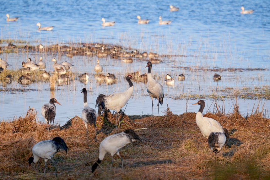 2026年1月12日，在威寧自治縣鎖黃倉(cāng)國(guó)家濕地公園內(nèi)拍攝到的黑頸鶴。陳逍攝