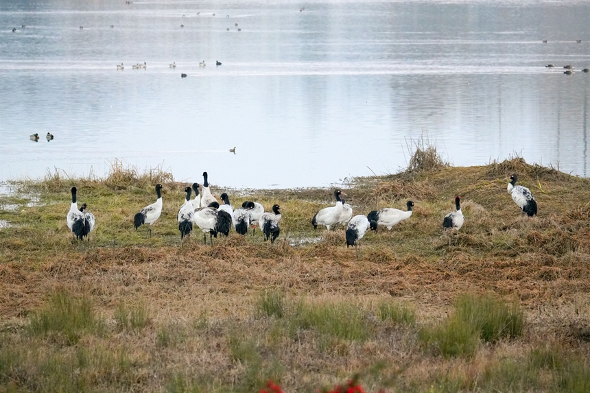 2026年1月12日傍晚時分，成群結隊的黑頸鶴在威寧自治縣鎖黃倉國家濕地公園踱步。陳逍攝