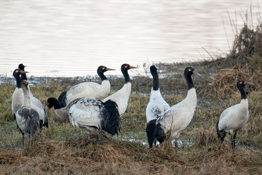 2026年1月12日傍晚時分，成群結隊的黑頸鶴在威寧自治縣鎖黃倉國家濕地公園踱步。陳逍攝