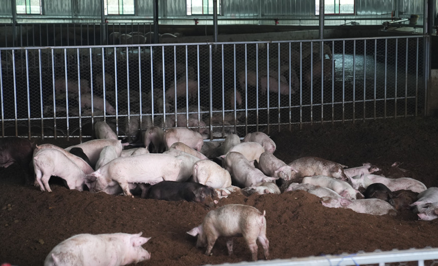 平壩最大熟食生豬養(yǎng)殖場投用。