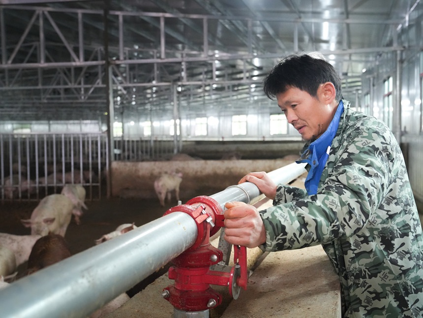 平壩最大熟食生豬養(yǎng)殖場投用。