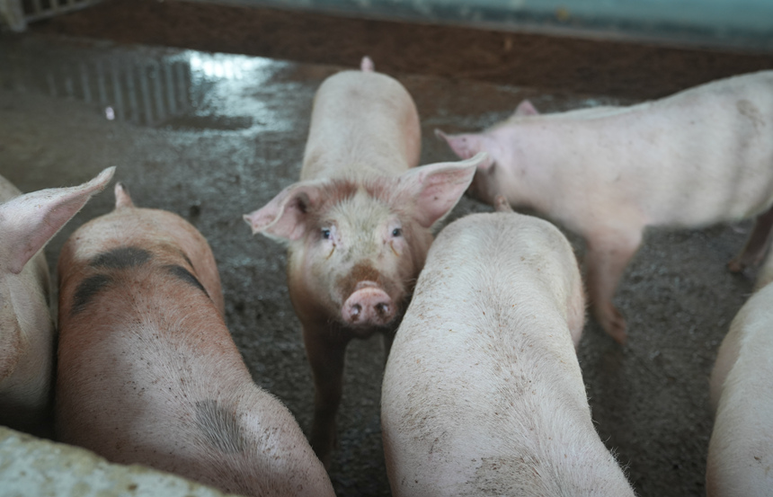 平壩最大熟食生豬養(yǎng)殖場投用。