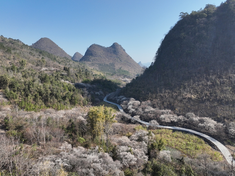 3 圖為荔波萬畝梅原梅花 .jpg