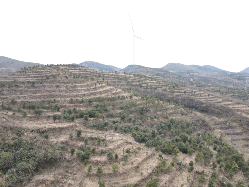 松桃甘龍鎮:產業促增收 油茶管護忙。