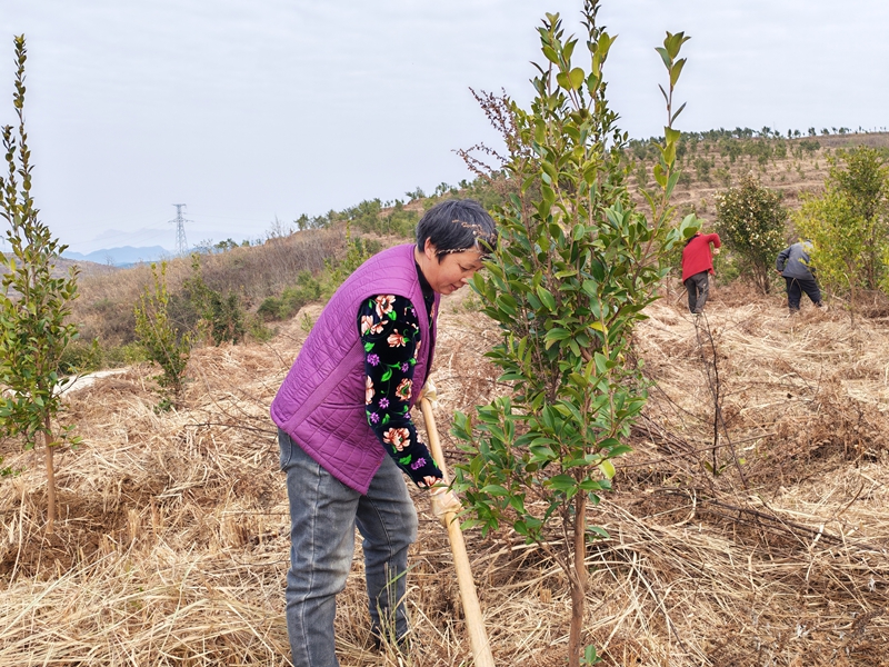 松桃甘龍鎮:產業促增收 油茶管護忙。