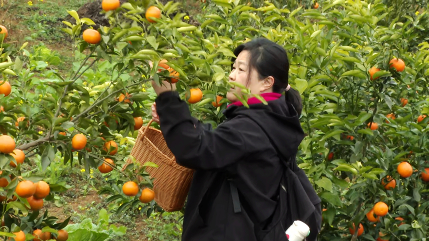 圖為游客體驗采摘。