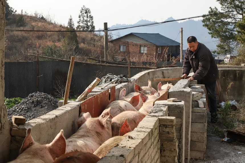 6萬頭生豬出欄 保障春節前“肉籃子”供應。