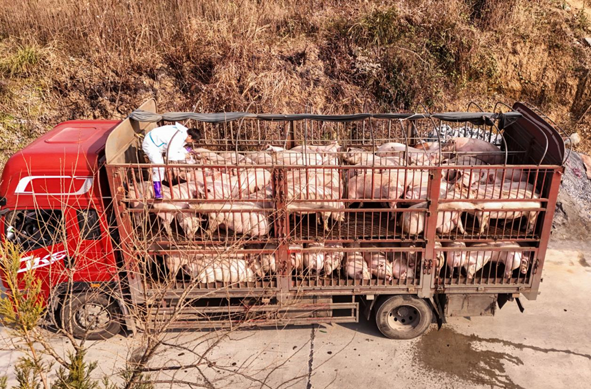 6萬頭生豬出欄 保障春節前“肉籃子”供應。