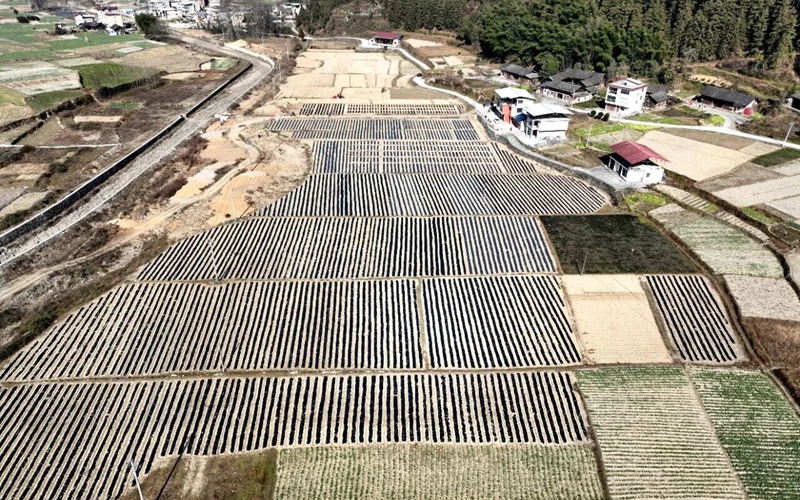 松桃烏羅鎮：機械化種植助推馬鈴薯產業提質增效。