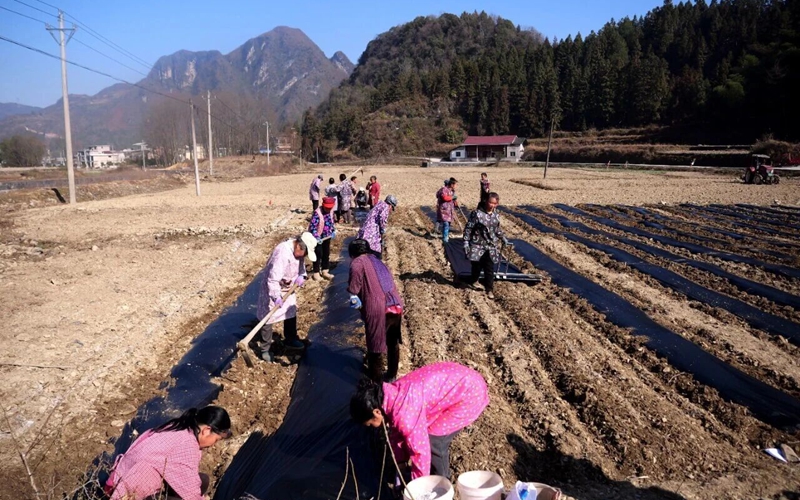 松桃烏羅鎮：機械化種植助推馬鈴薯產業提質增效。