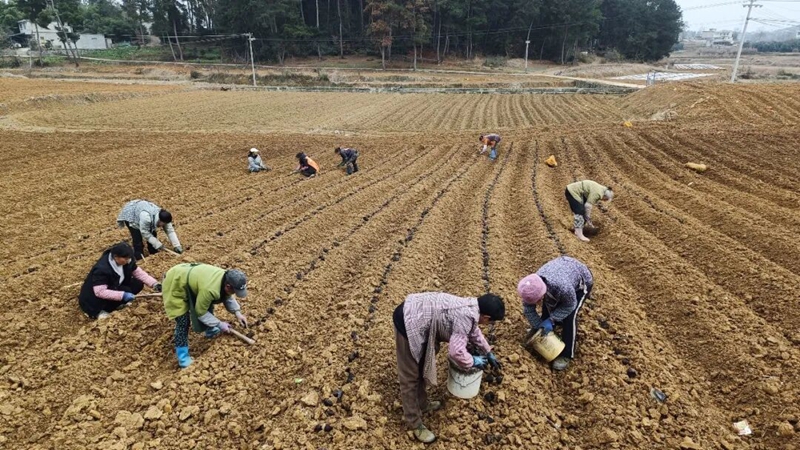 村民在基地務工。