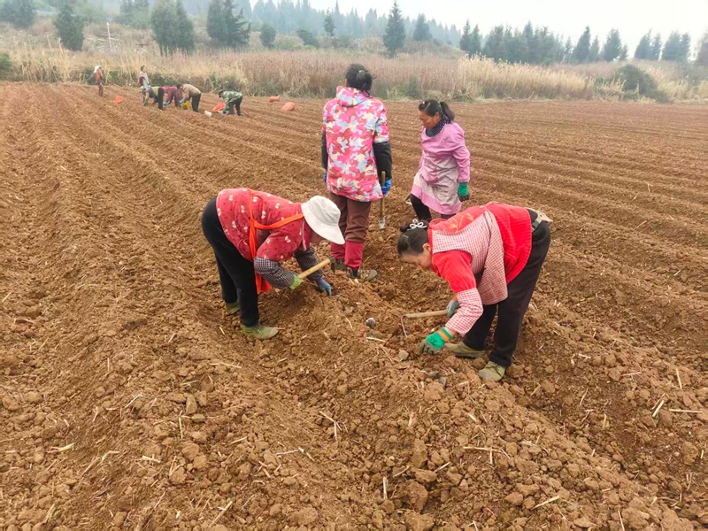村民在基地務工。