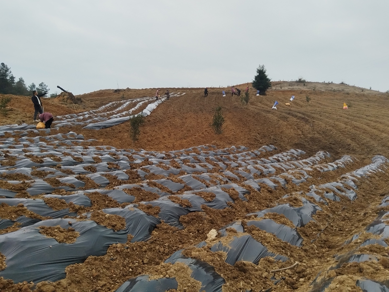 大地鄉(王靖云 攝)1