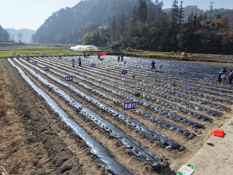 金堡鎮(朱昱婷 攝)