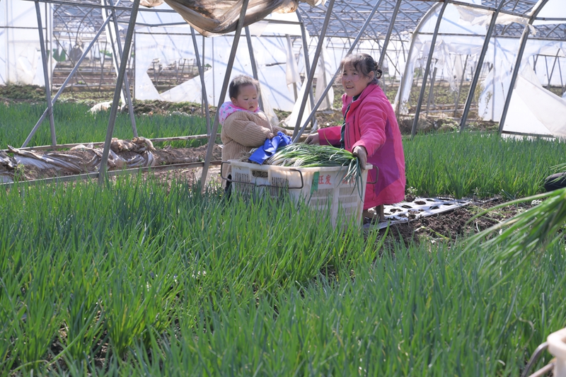 千溪鄉法朗村的香蔥種植基地 工人們正在采收香蔥 王月 攝2.JPG