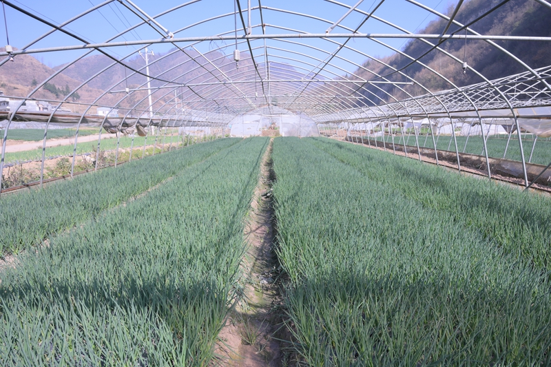 千溪鄉法朗村的香蔥種植基地 香蔥長勢喜人  王月 攝.JPG