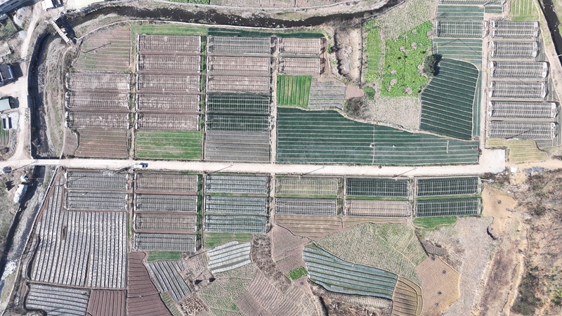 千溪鄉法朗村的香蔥種植基地航拍 王月 攝(1).jpg