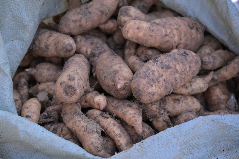 千溪鄉沙垮村天麻種植基地 工人們正在采收天麻 王月 攝25.JPG