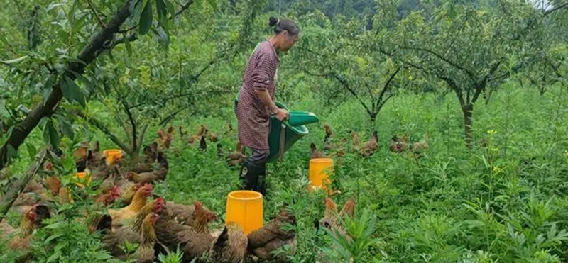 圖為:發展林下養雞產業