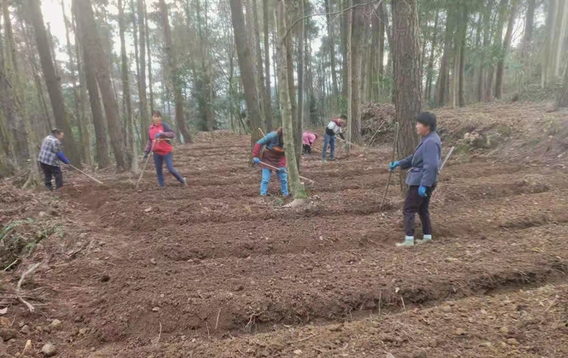 圖為:林下種植中藥財