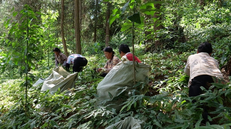 1 圖為村民在江口縣淫羊藿基地采收作業(yè)